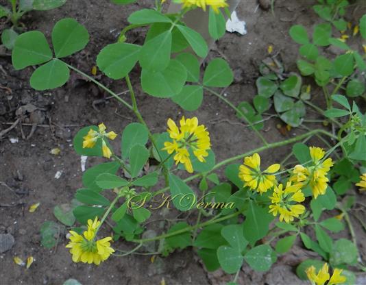  Plant